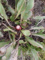 Protea scolopendriifolia