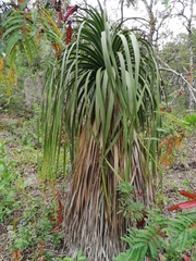 Nolina parviflora