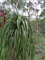 Nolina parviflora