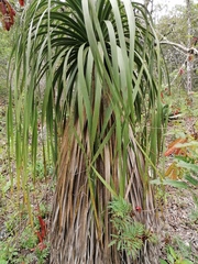 Nolina parviflora