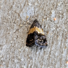 Tripudia balteata