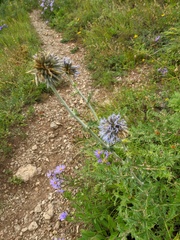 Echinops armatus