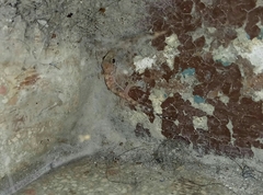 Hemidactylus turcicus