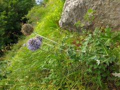 Echinops armatus