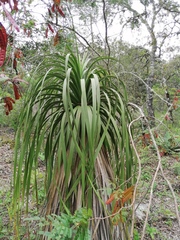 Nolina parviflora