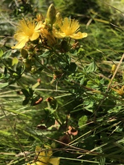 Hypericum maculatum maculatum
