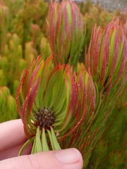 Leucadendron comosum comosum