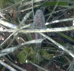 Gobius ophiocephalus