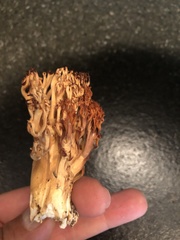 Ramaria flava