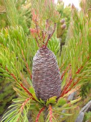 Leucadendron comosum comosum