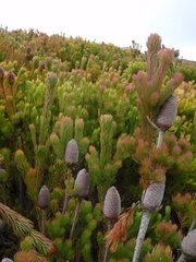Leucadendron comosum comosum