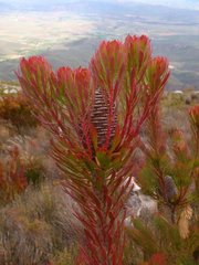 Leucadendron comosum comosum