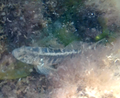 Gobius ophiocephalus
