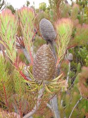 Leucadendron comosum comosum