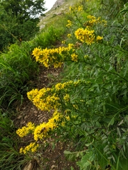 Solidago virgaurea taurica