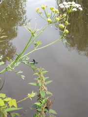 Calopteryx splendens