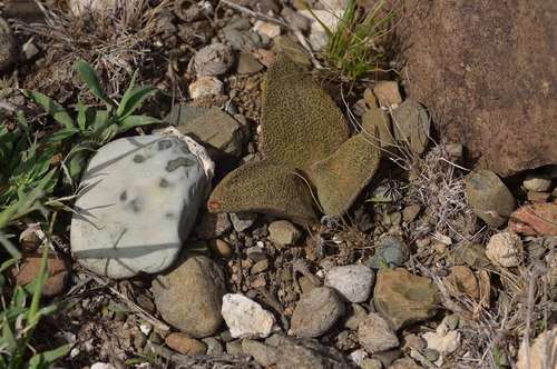 Aloinopsis rubrolineata