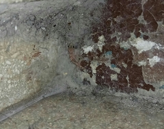 Hemidactylus turcicus