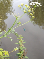Calopteryx splendens