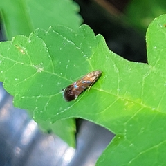 Strobisia proserpinella