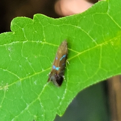 Strobisia proserpinella
