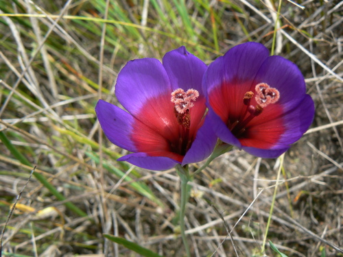 Geissorhiza eurystigma