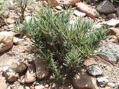 Pachypodium