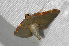 Hypsopygia binodulalis