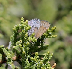 Callophrys fotis