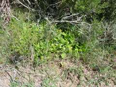 Glottiphyllum longum