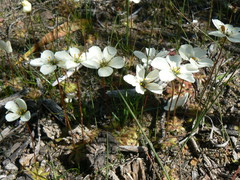 Drosera pauciflora