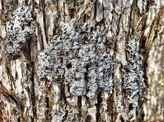 Physconia subpallida