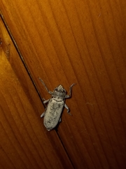 Trichoferus holosericeus