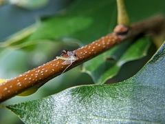 Dolichoderus plagiatus