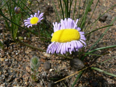 Felicia tenella