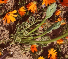 Albuca spiralis