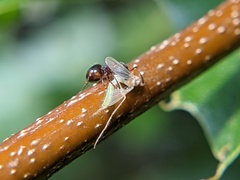 Dolichoderus plagiatus