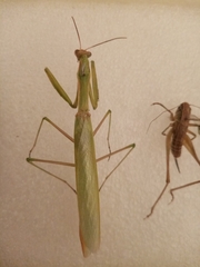 Mantis religiosa