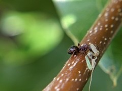 Dolichoderus plagiatus