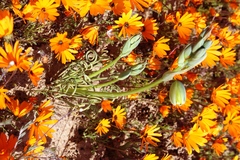 Albuca spiralis