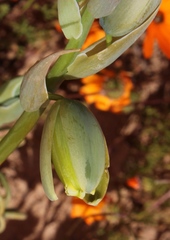 Albuca spiralis