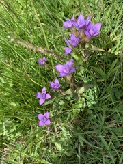 Gentianella campestris