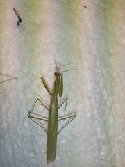 Mantis religiosa
