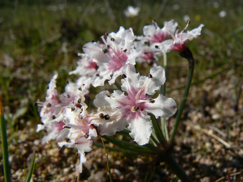 Hessea cinnamomea