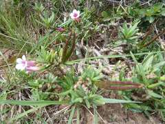 Pachypodium bispinosum
