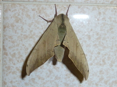 Pseudoclanis postica