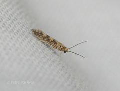 Agraylea