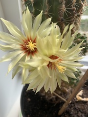 Hamatocactus