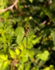 Leucauge