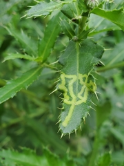 Phytomyza syngenesiae group